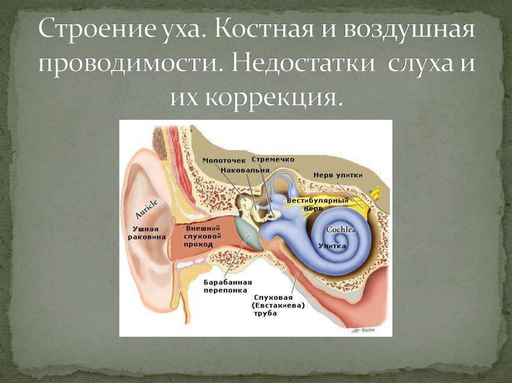 Строение уха человека описание