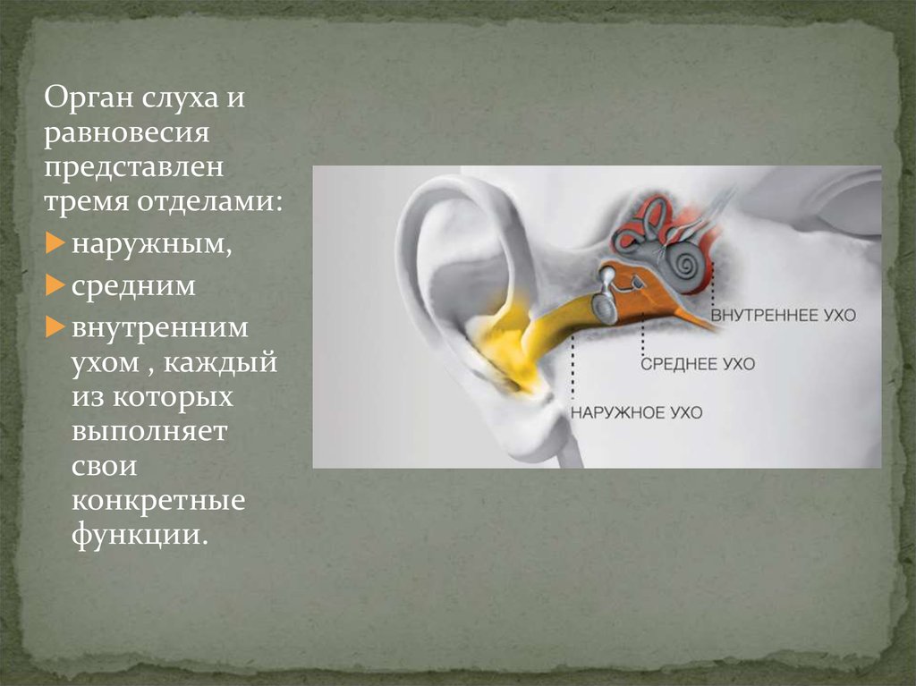 . Орган слуха и равновесия представлен. Орган слуха и равновесия 3 отдела. Орган слуха представлен внутренним и средним ухом. Орган равновесия представлен тремя. 8 орган слуха и равновесия