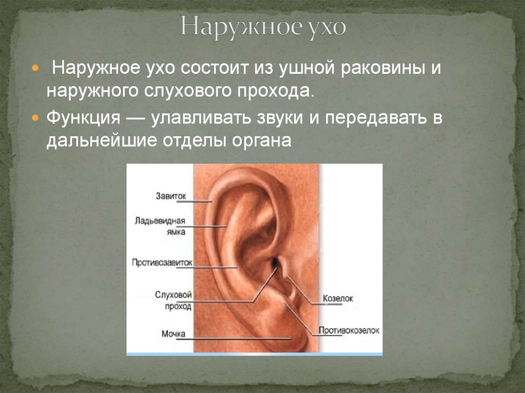 Внешняя ушная раковина. Строение уха внешнее строение. Ушная раковина анатомия строение уха. Строение наружного уха человека. Наружное ухо строение его части.