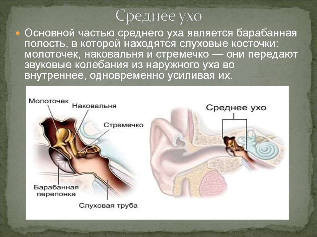 Какая функция слуховых косточек. Полость среднего уха строение и функции. Среднее ухо строение и функции анатомия. Строение полости среднего уха. Среднее ухо человека состоит.