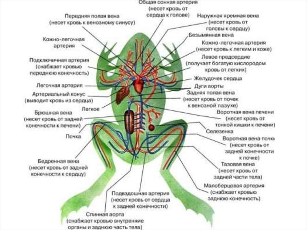 Земноводные печень. Схема артериальной системы лягушки. Внутреннее строение лягушки системы. Схема кровеносной системы лягушки. Схема строения кровеносной системы лягушки.