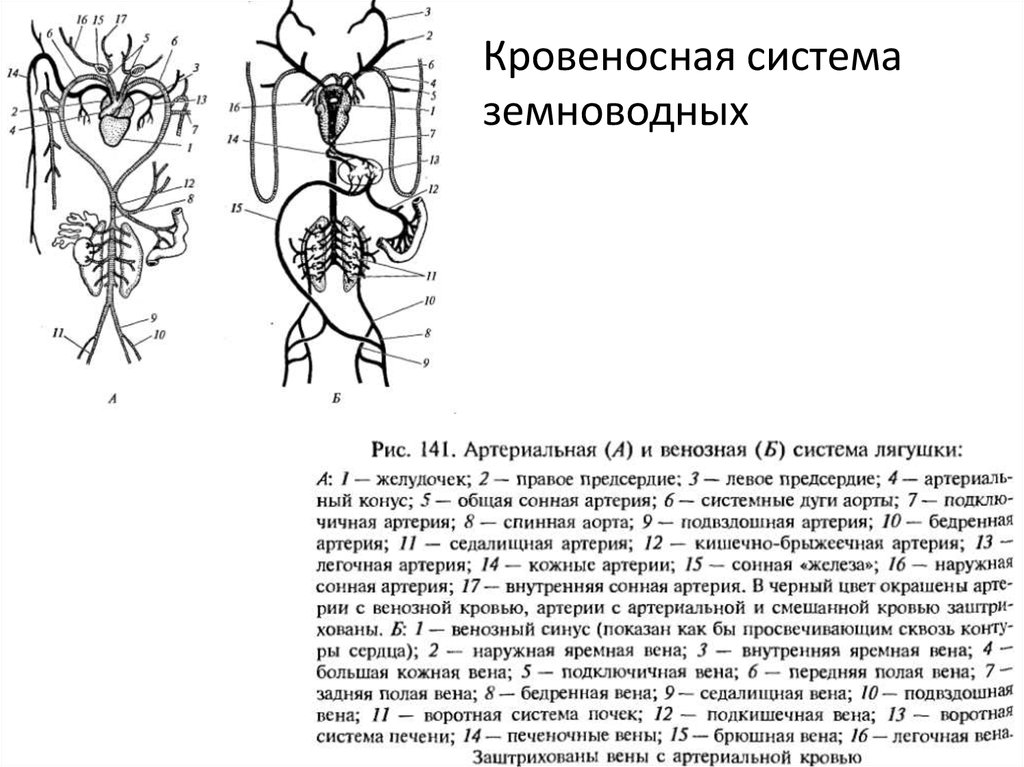 На рисунке сосуды малого круга кровообращения лягушки обозначены цифрами