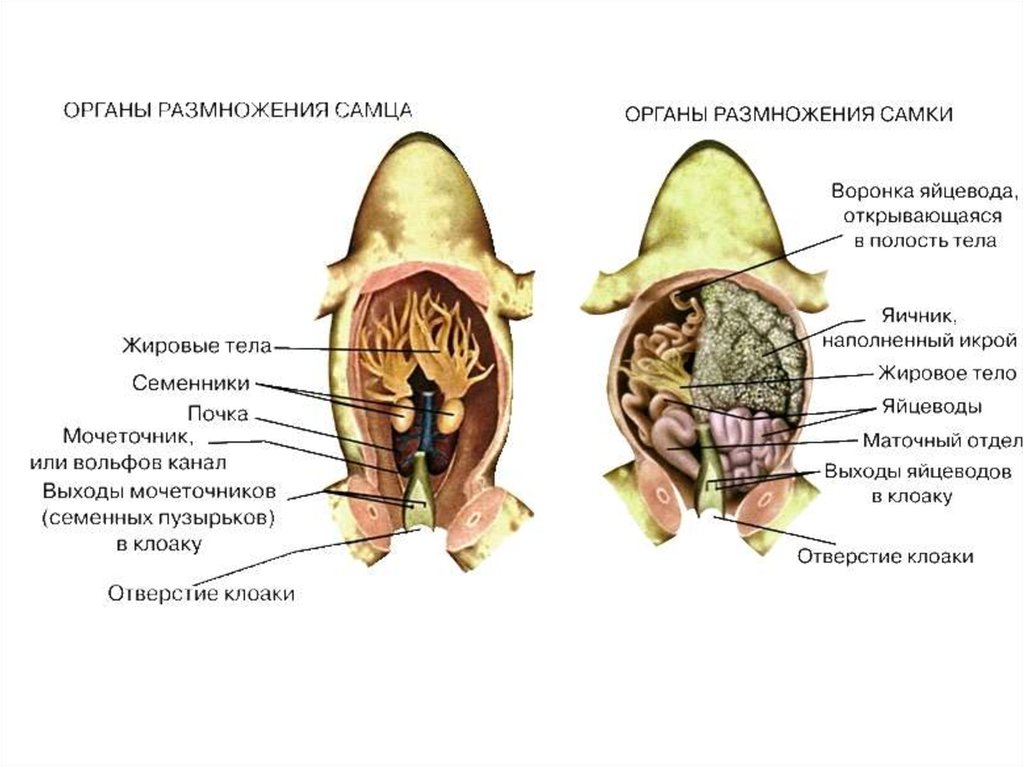 Половая система класс земноводные. Половая система земноводных. Выделительная система лягушки. Органы размножения земноводных. Половая система лягушки.