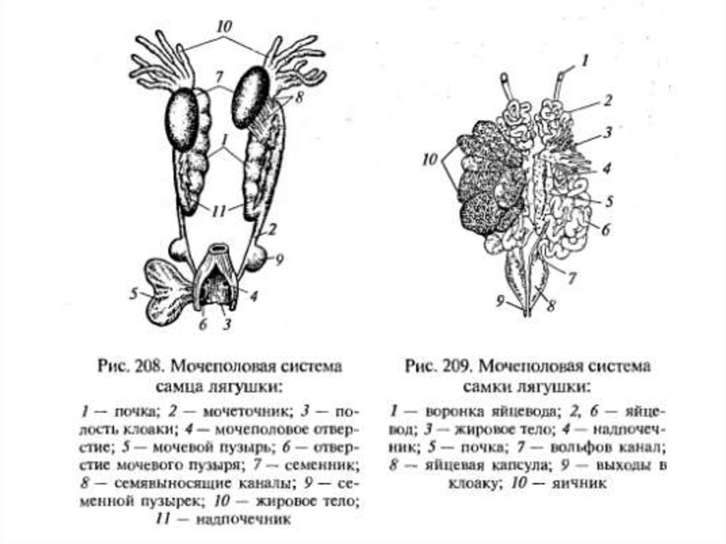 Половые клетки земноводных. Мочеполовая система самца лягушки схема. Строение половой системы лягушки. Строение половой системы лягушки схема. Схема половой системы земноводных.