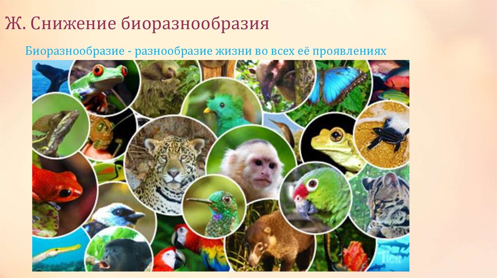 Многообразие биологических видов. Снижение биоразнообразия. Биологическое разнообразие. Сохранение биологического разнообразия. Биоразнообразие животных.