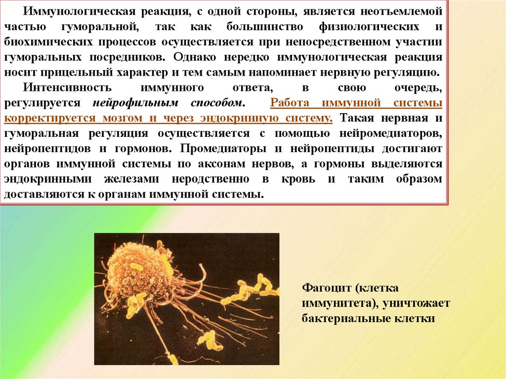 Связь является с одной стороны. Органы регуляторной функции иммунной системы. Нервная система иммунная система эндокринная система. Нервная система иммунитет. Нервная система и эндокринная система.