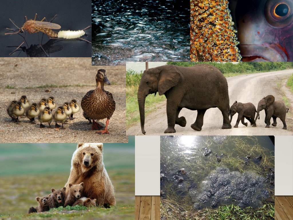 Причины сокращения видового разнообразия животных. Экология животные. Животные в среде обитания. Экология животные и растения. Животные и окружающая среда.