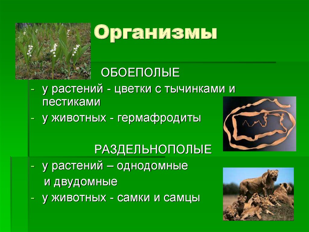 Презентация биология оплодотворение 10 класс биология