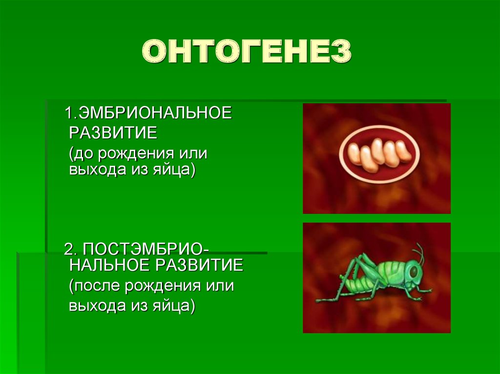 Развитие после рождения 8 класс презентация