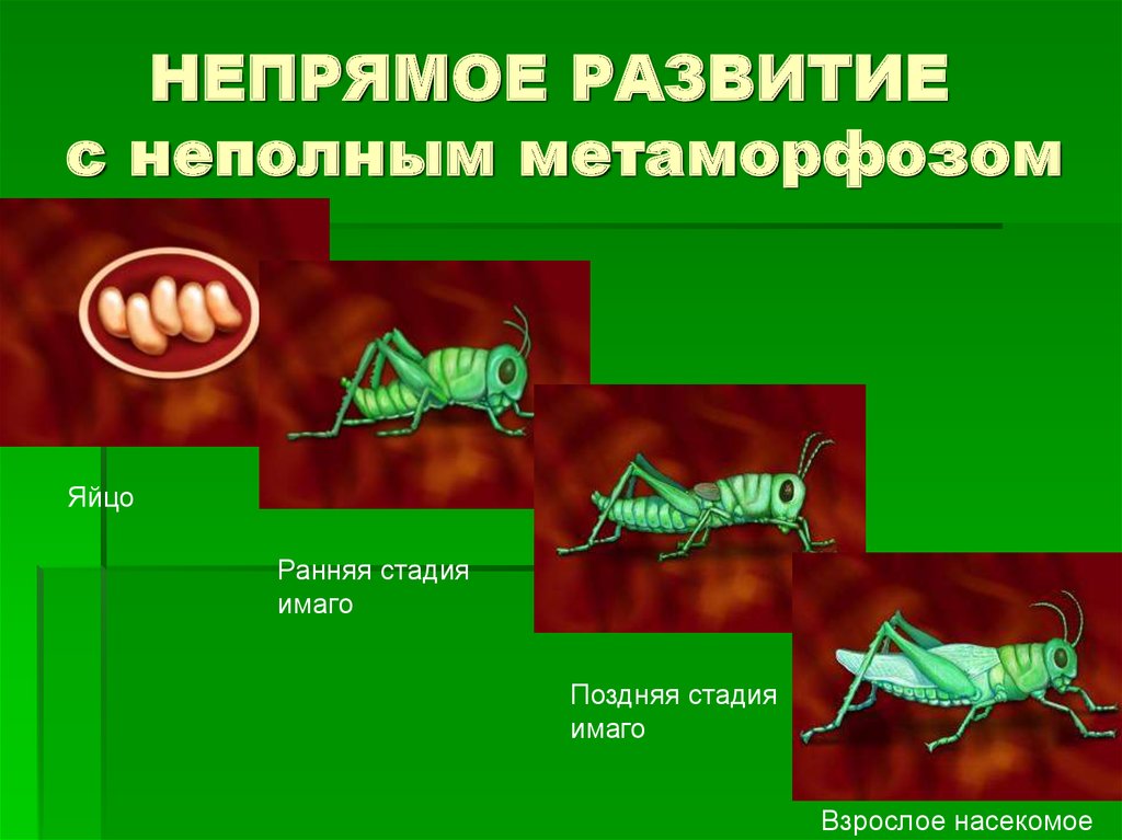 Прямое и непрямое развитие организмов презентация