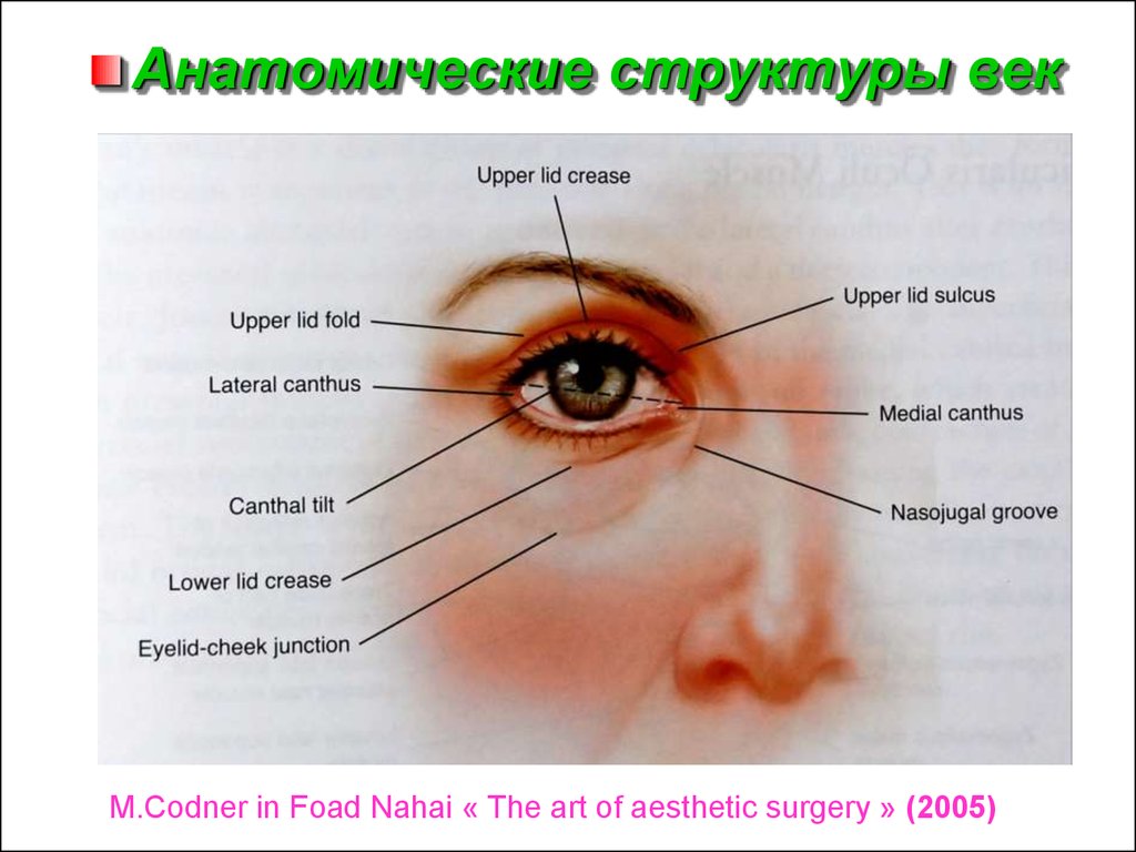 Веком м. Строение века глаза наследственность. Анатомические структуры.