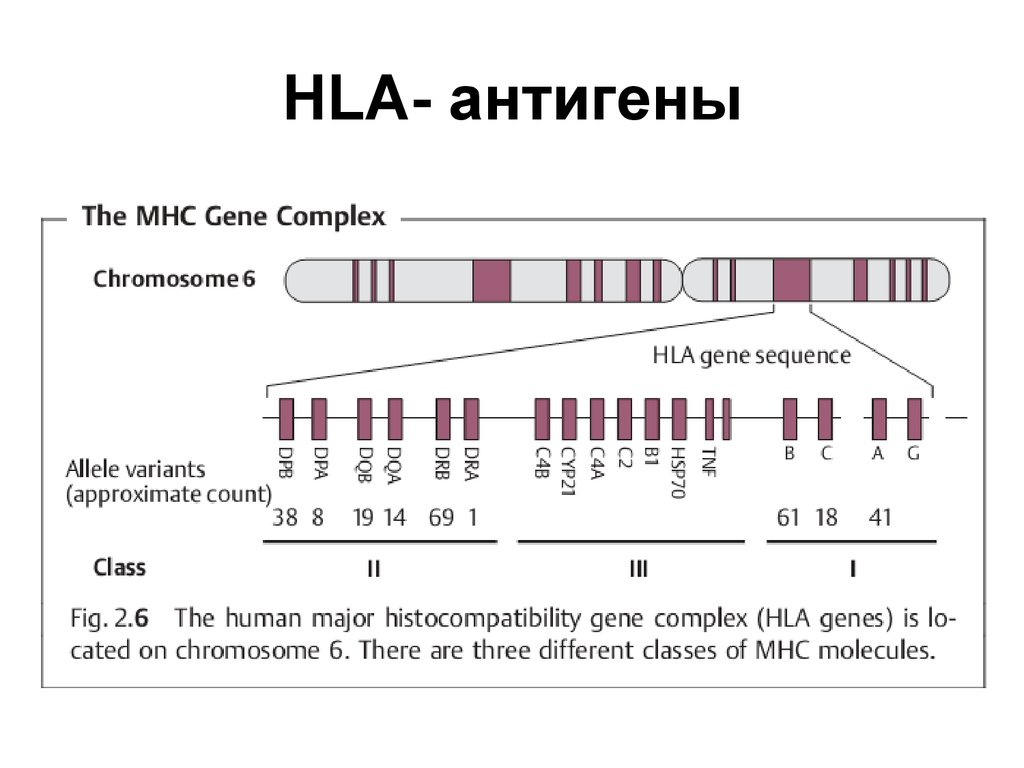 Локусы аллельных генов. HLA антигены. Гены главного комплекса гистосовместимости HLA. Гены 1 класса системы HLA. Схема строения HLA генов.