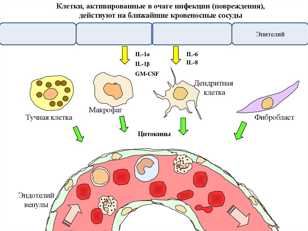 Клетки воспаления. Активированные в клетки. Активация в клеток.