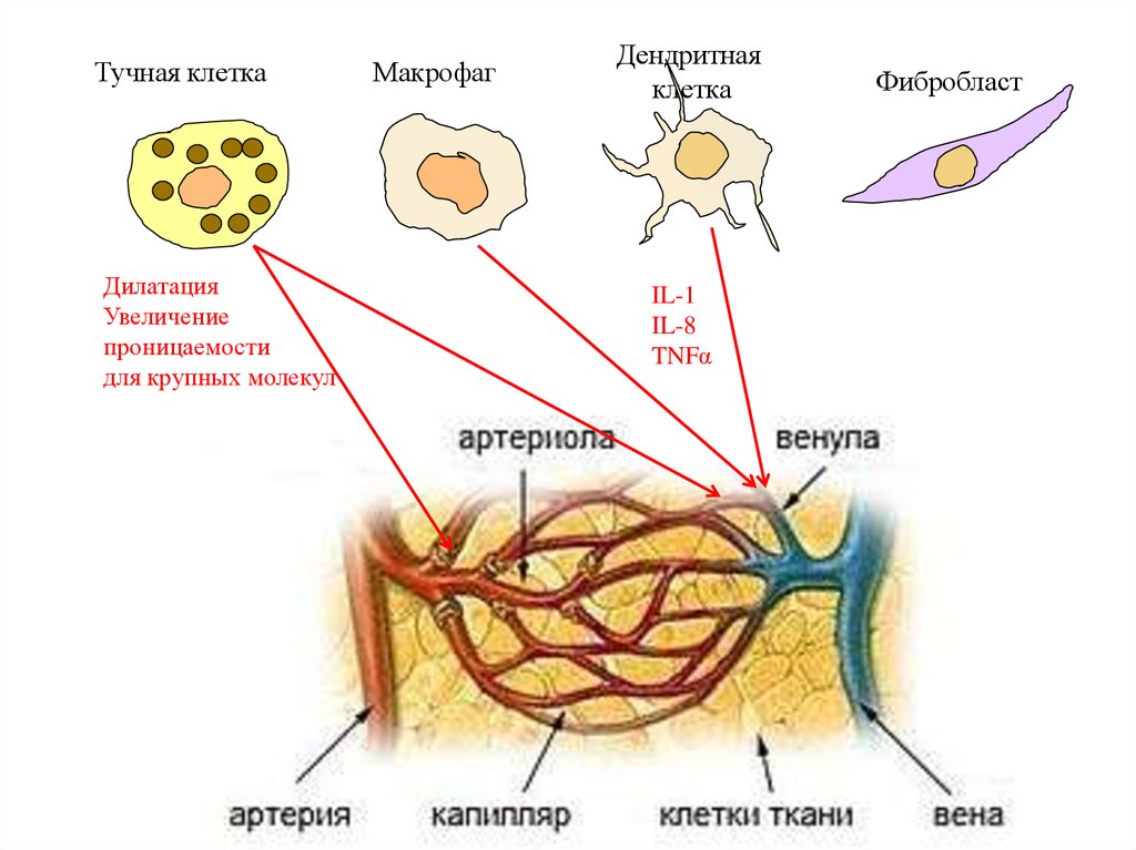 Клетками макрофагами являются. Гистология макрофаги клетки. Клетки фибробласты. Дендрические клетки. Макрофаги и дендритные клетки.