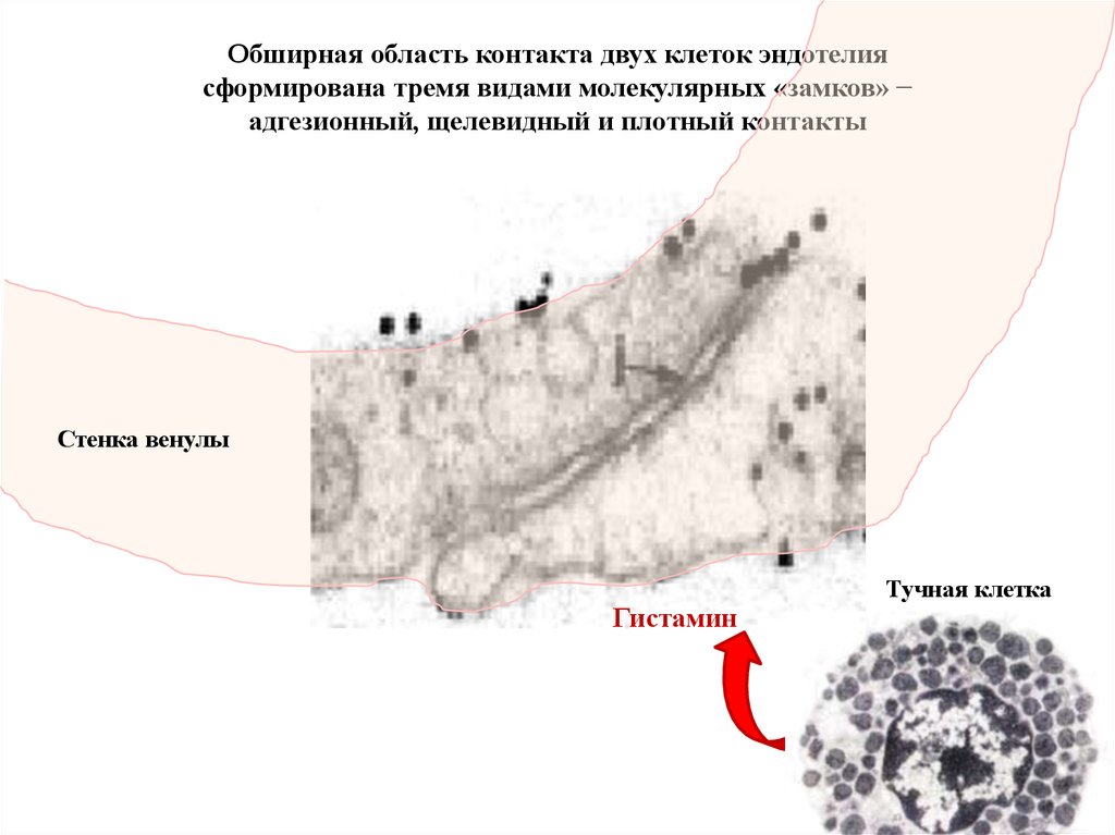 Область контакты. Эндотелий контакт запирающего типа. Щелевидные просветы, частично выстланные эндотелием.