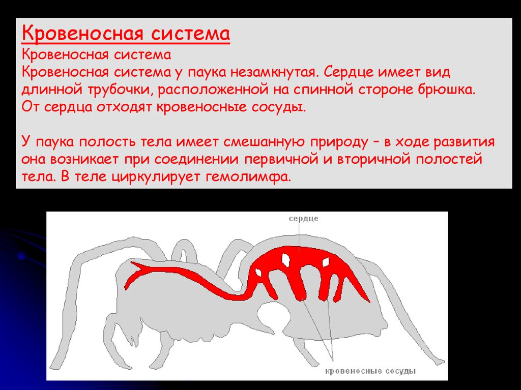 Паук крестовик замкнутая или незамкнутая. Кровеносная система паука крестовика. Кровеносная система паукообразных. Крвоеносаня система паук. Кровяная система паука.