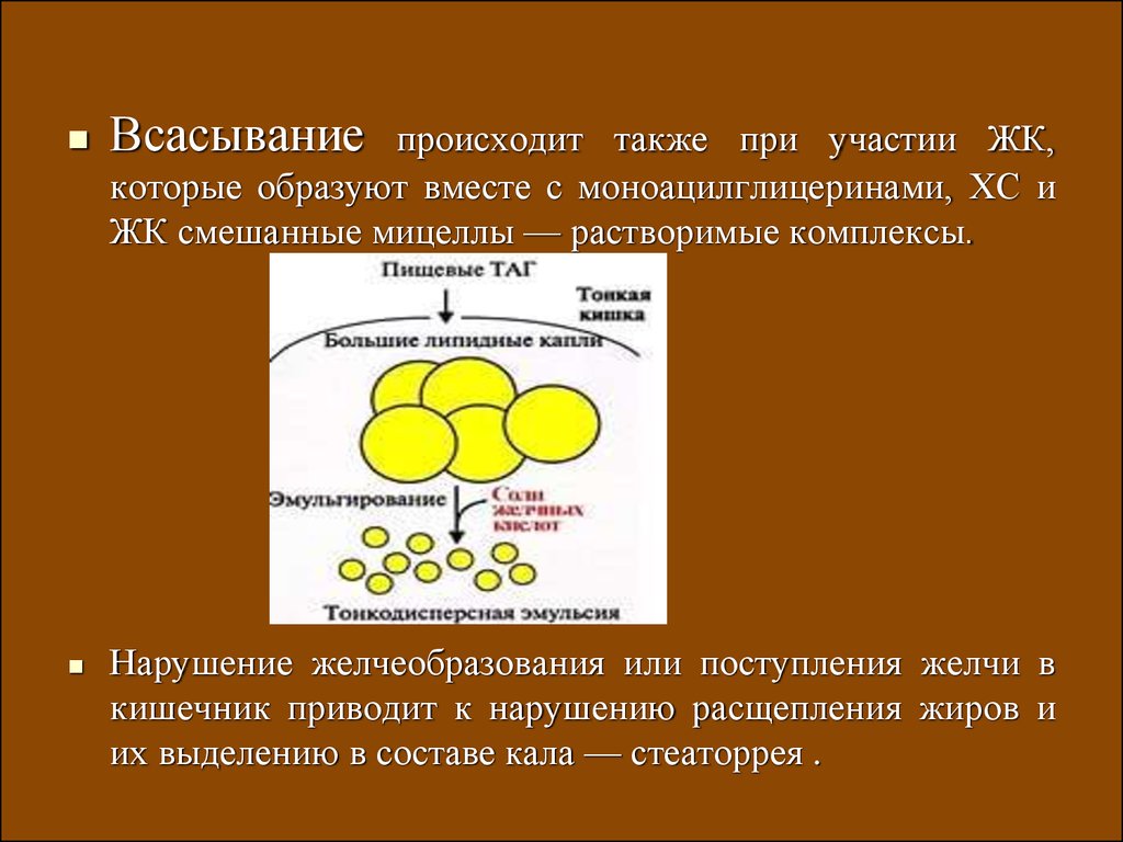 Печень расщепление жиров