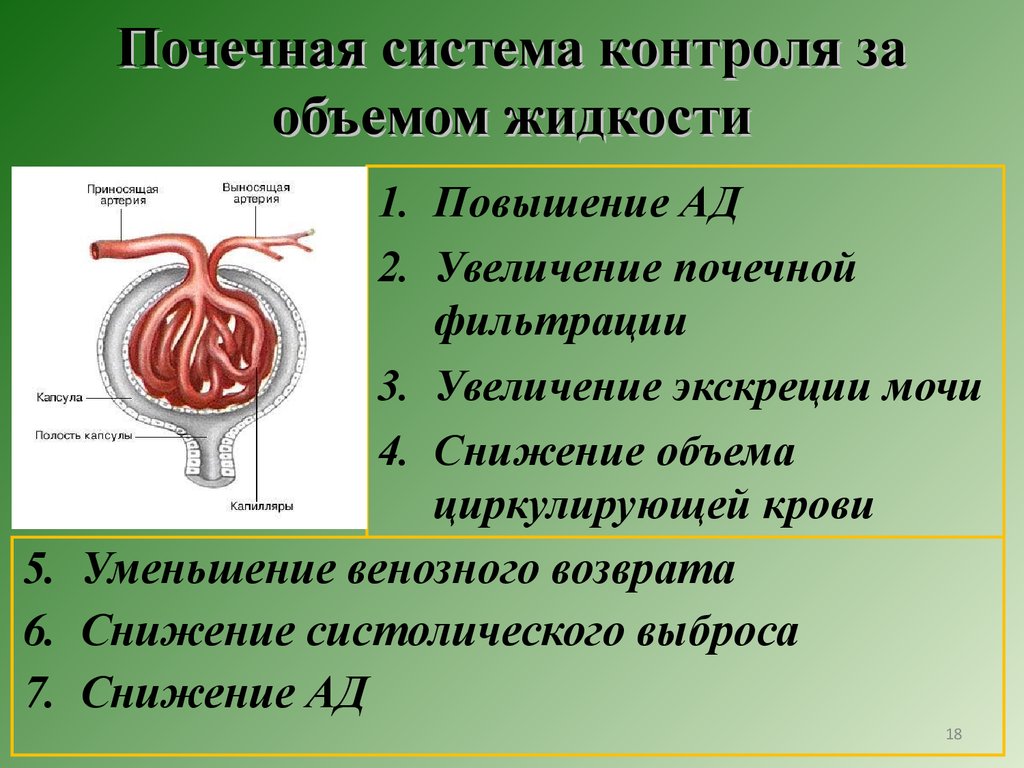 Средства сердечно сосудистой системы