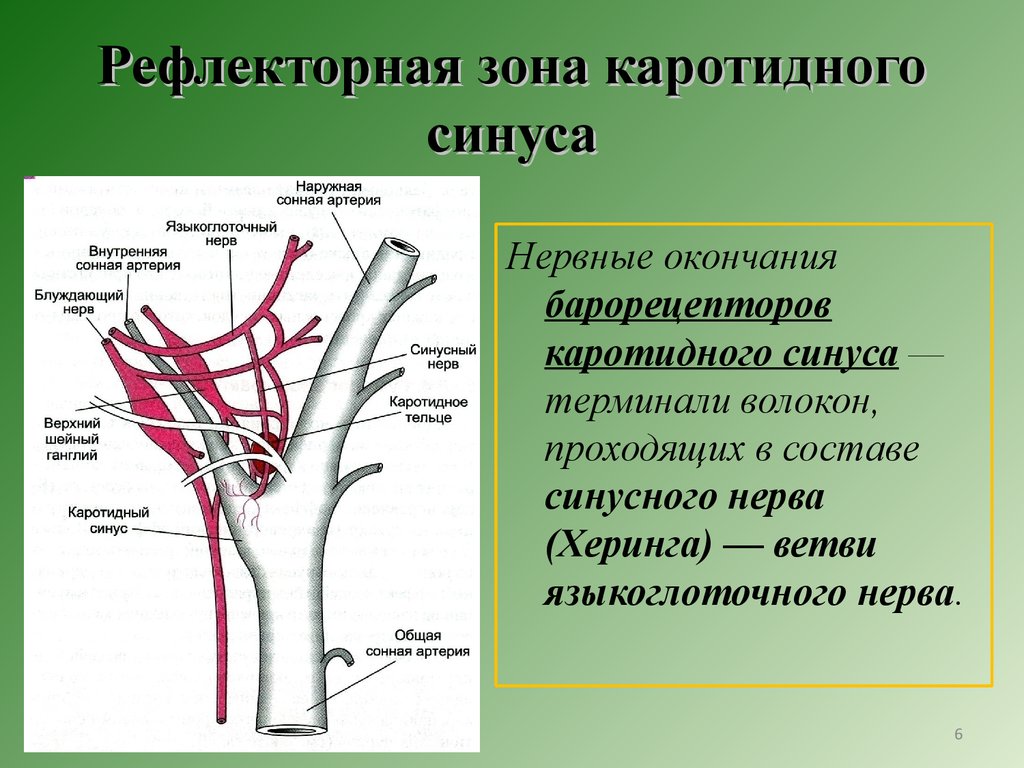 Статья артерия жизни по дну чего. Хеморецепторы каротидного синуса. Синокаротидная зона Сонная артерия. Каротидный синус и дуга аорты. Рефлекторная дуга каротидного синуса.