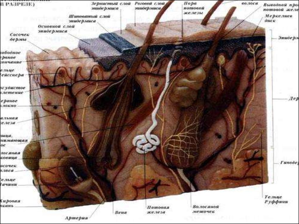 Кожа кожный. Строение кожных покровов насекомых. Кожа в разрезе. Кожа в разрезе строение. Строение кожи Дерматовенерология.