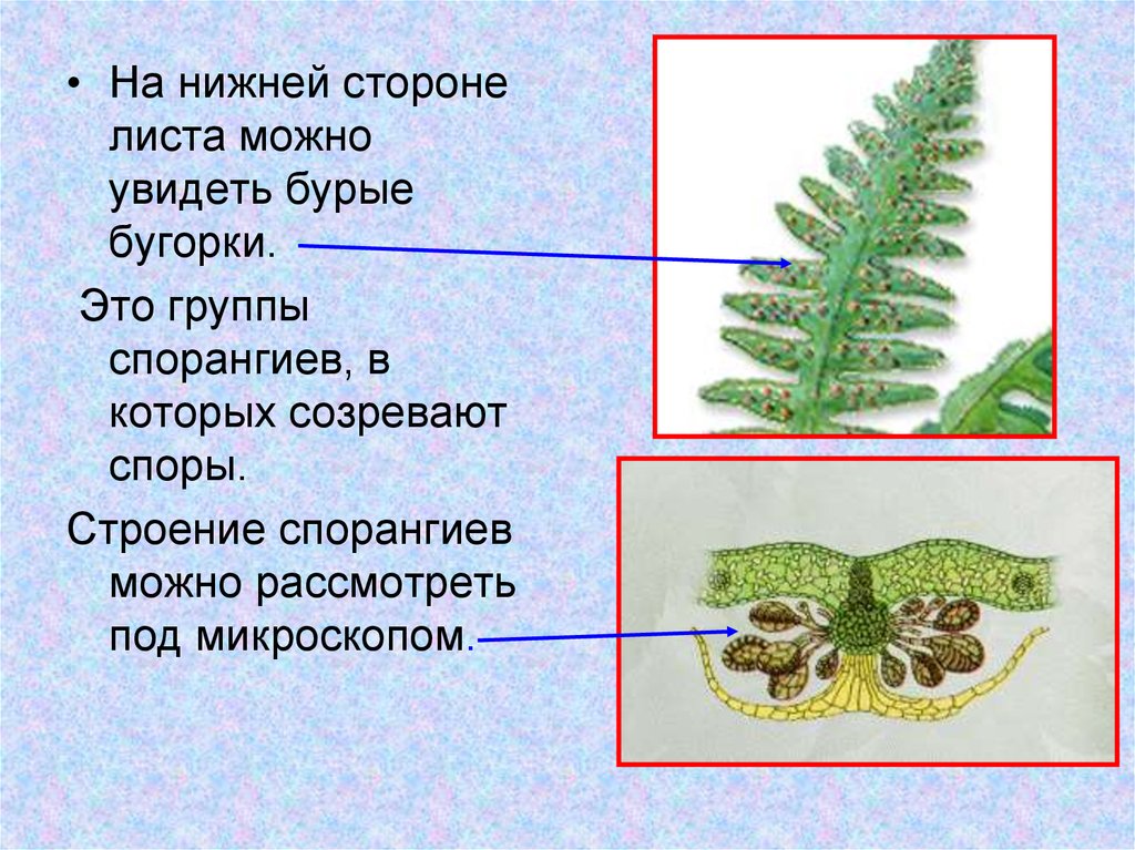 Спорангий папоротника рисунок