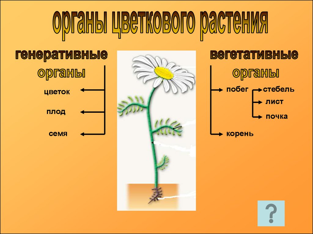 Органы растения 3 класс. Вегетативные органы ромашки аптечной. Схема строения органов цветкового растения. Строение ромашки. Органы растения ромашки.