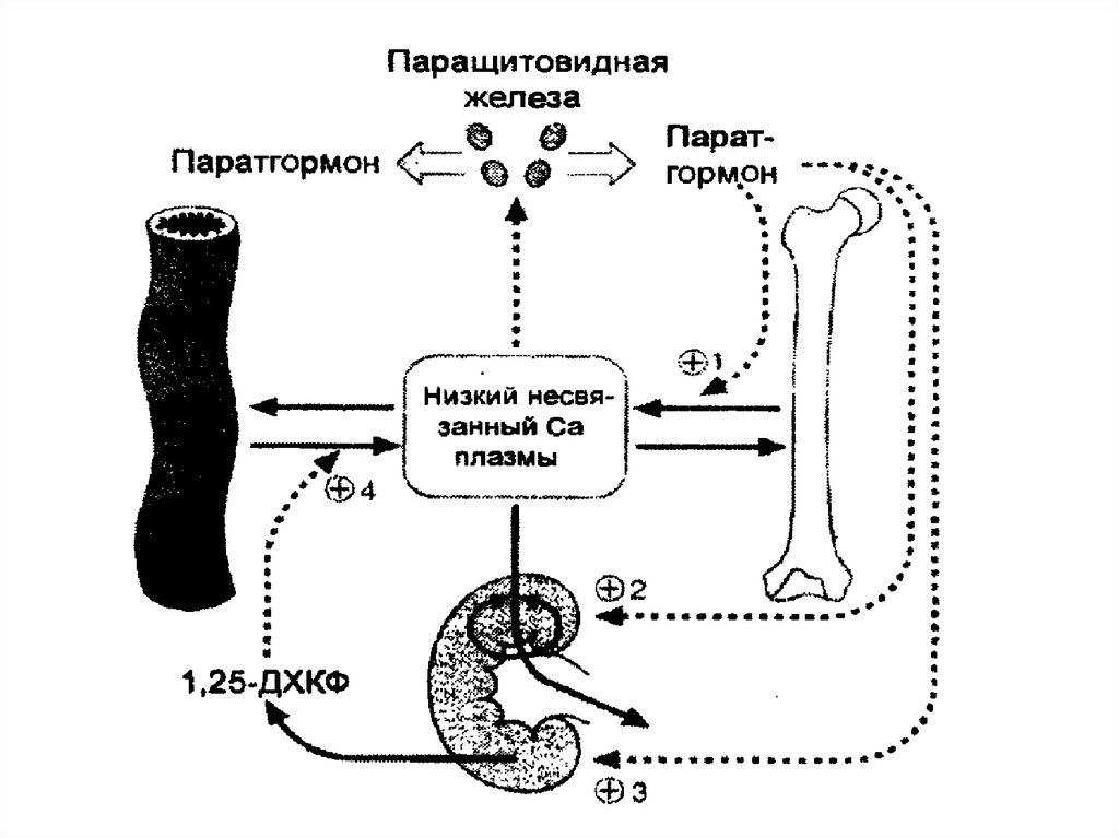 Схема синтеза паратгормона