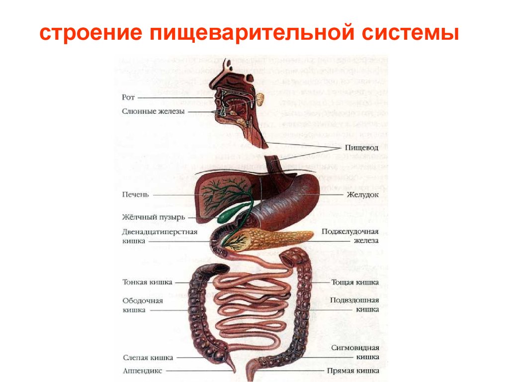 Рот пищевод желудок кишечник. Система органов пищеварения человека анатомия. Схема работы пищеварительной системы. Система пищеварения структура и функции. Органы пищеварительной системы человека схема.