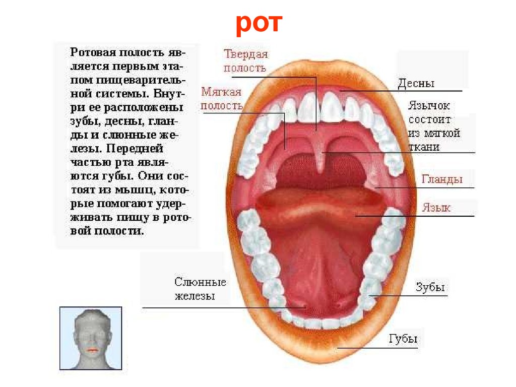 Устройство полости рта. Строение пищеварительной системы ротовая полость. Пищеварительная система человека зубы. Пищеварительная система строение зуба. Полость рта анатомия зубы строение.