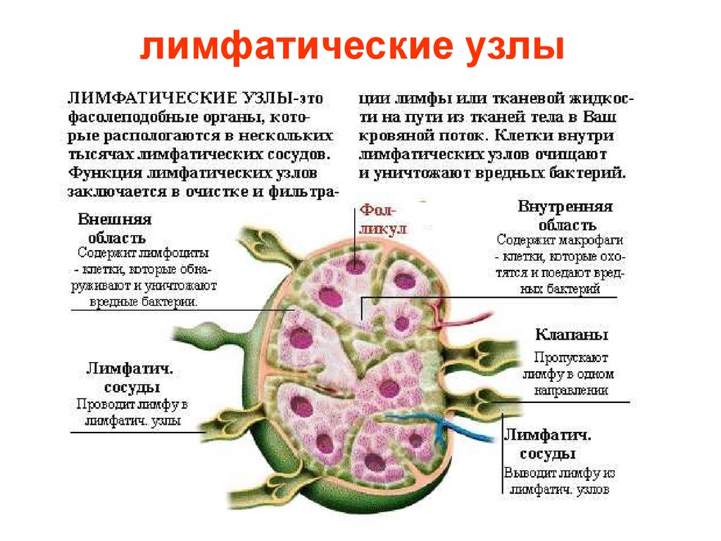 Лимфа узлы. Лимфатические узлы иммунной системы строение. Описание строение лимфатического узла. Лимфатические узлы строение и функции. Функции структур лимфатического узла.