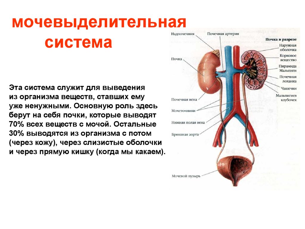 Функция мочевых органов. Мочевыделительная система анатомия человека схема. Кратко анатомия мочевыделительной мочевыделительная система. Строение выделительной системы человека схема. Строение и функции почек мочевыделительной системы.