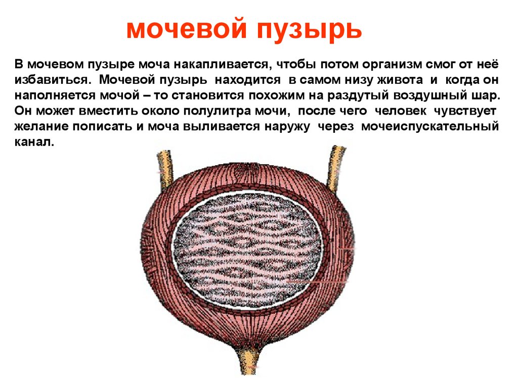 Мочевой пузырь картинка для детей