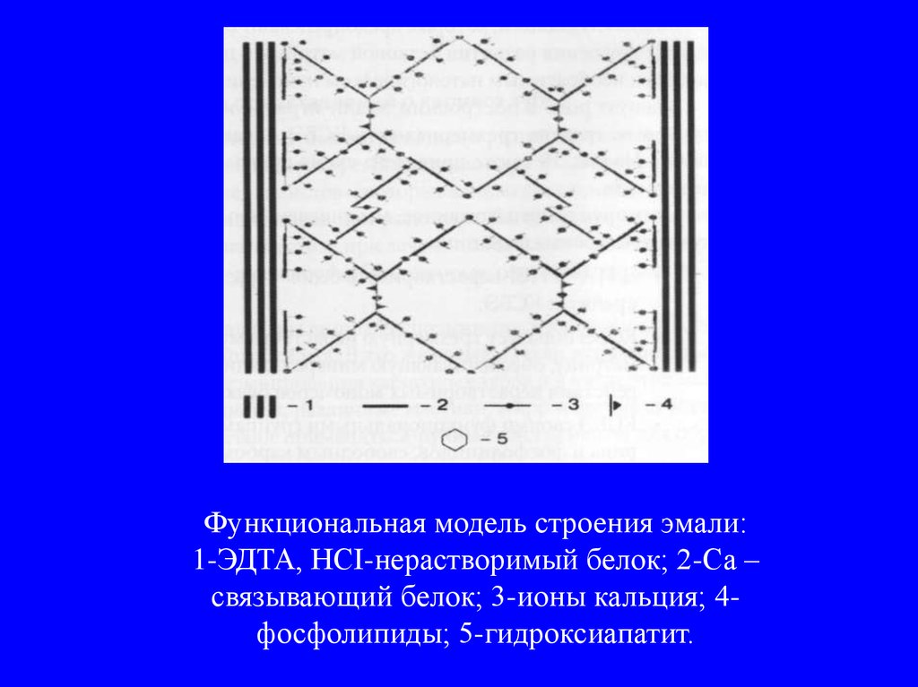 Химическое строение эмали. Молекулярно-функциональная модель структуры эмали.. Строение эмали. Строение эмали зуба. Структура эмали зуба.