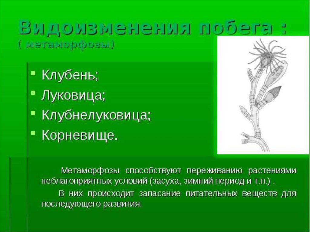 Видоизменения органов растений. Видоизменение побегов у алоэ. Разнообразие и видоизменение побегов. Видоизменение надземных побегов алоэ. Видоизменение побегов у алое.