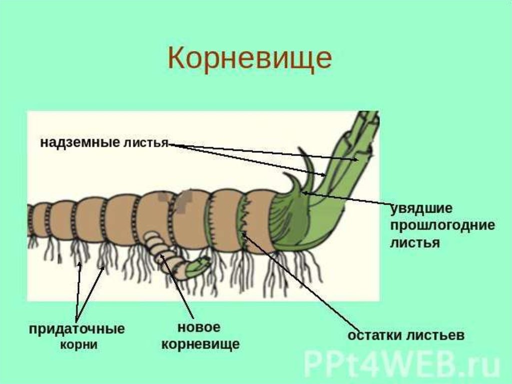 Строение корневища. Строение корневища крапивы рисунок. Видоизменённый побег корневище пырей. Корневище это видоизмененный побег. Схема строения корневища.