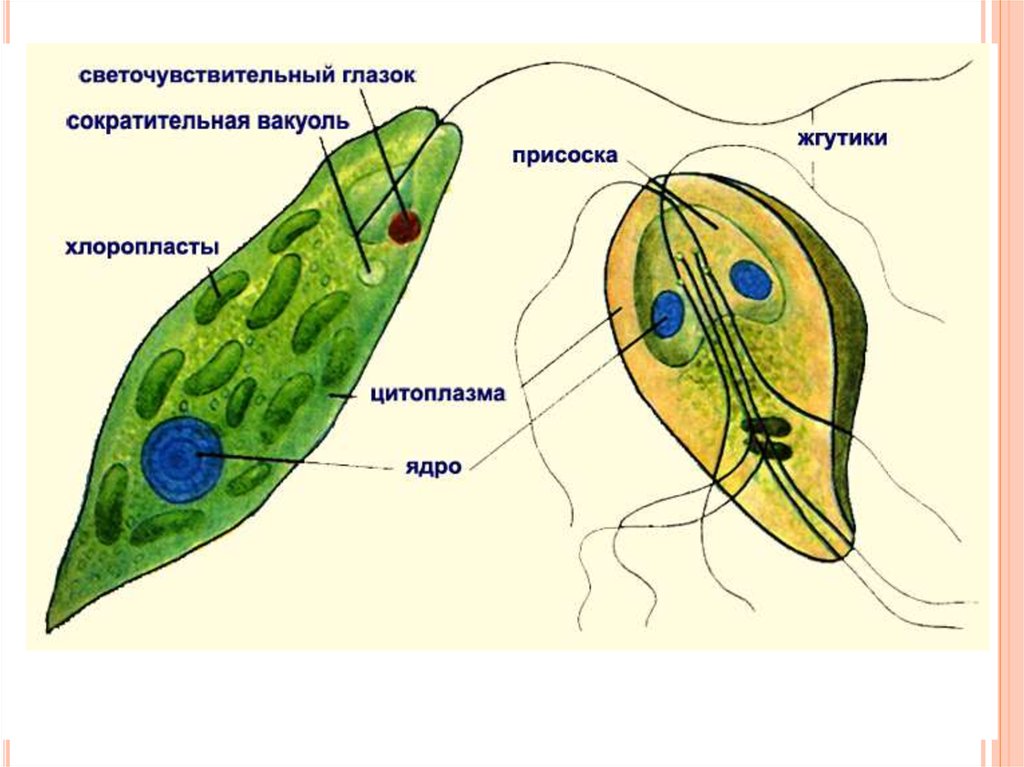 Органоиды движения рисунок