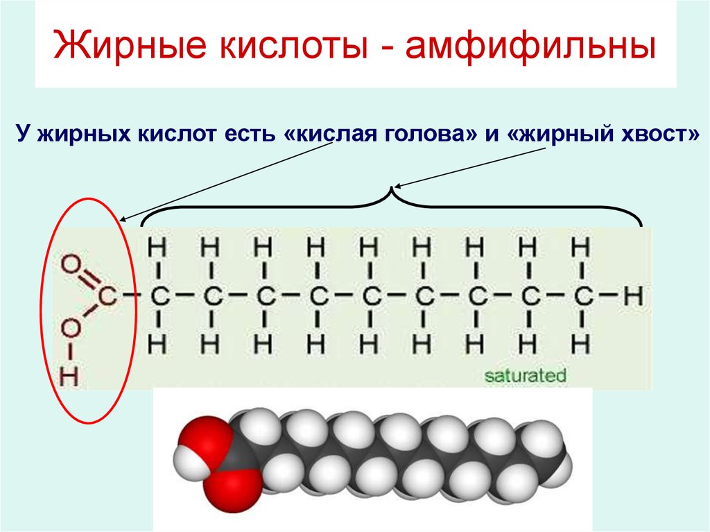 Липидов кислота. Жирные кислоты бывают. Липиды эпидермиса состоят. У жирных кислот есть. Жирная кожа липиды.