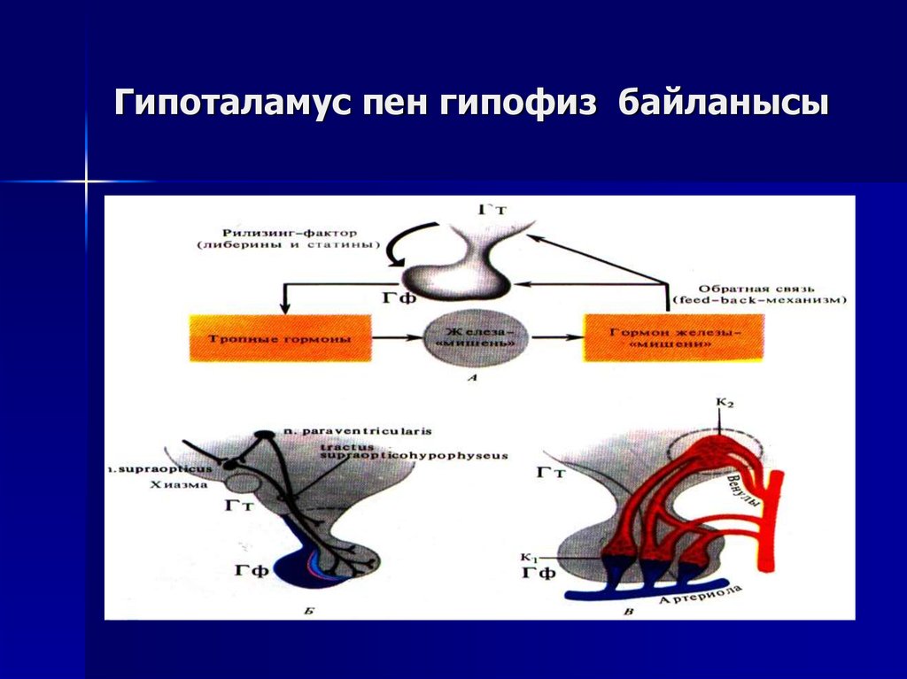 Гипофиз кровеносная система. Гипоталамус и гипофиз. Гипоталамус гипофиз аденогипофиз. Строение гипофиза и его гормоны. Гипоталамо - аденогипофиза.