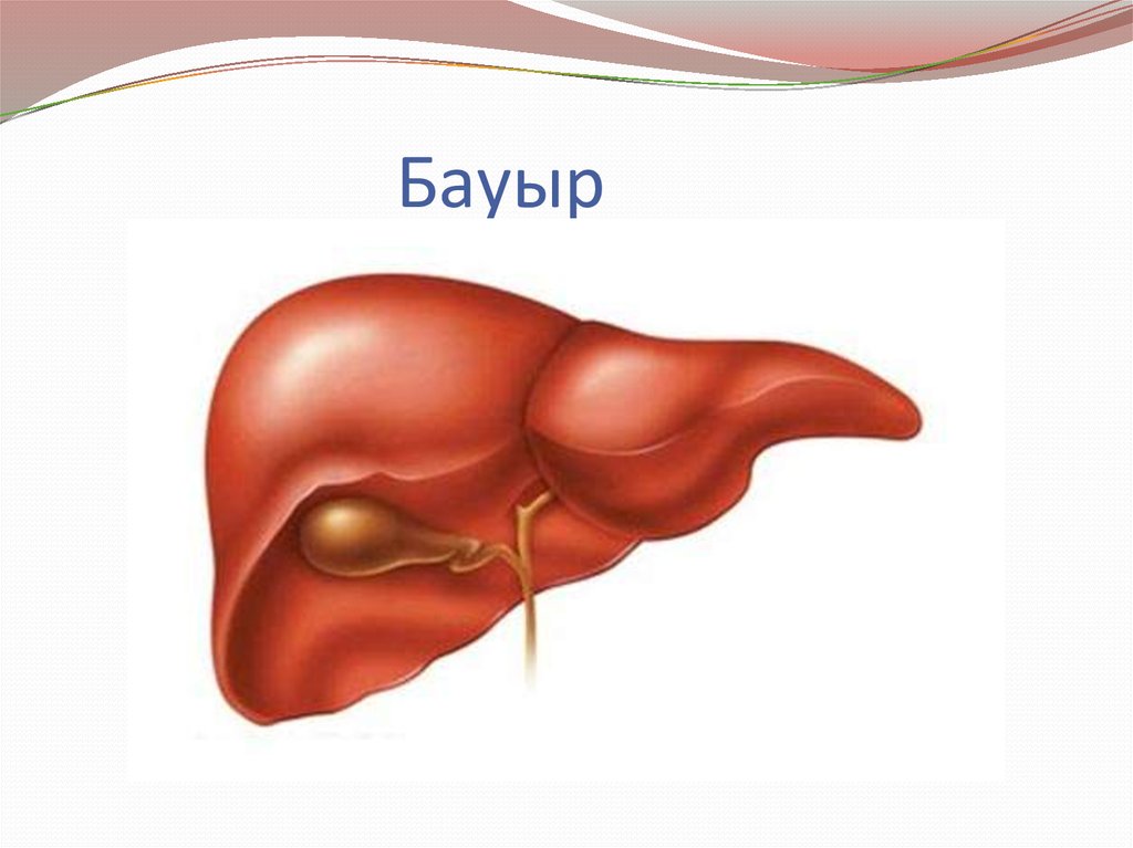 Бауыр патологиясы презентация