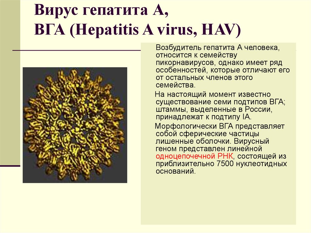 Вирусный гепатит характеристика. Возбудитель гепатита а. Вирус гепатита с возбудитель. Вирусный гепатит а возбудитель. Гепатит ба возбудитель.