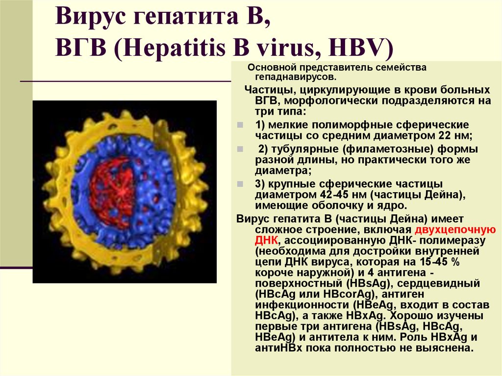 Вирусный гепатит задачи