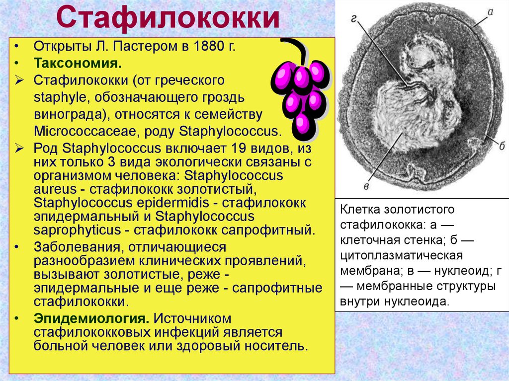 Стафилококк эффективное лечение. Стафилококковая инфекция. Бактерия золотистый стафилококк. Бактерия стафилококк строение. Стафилококк строение.