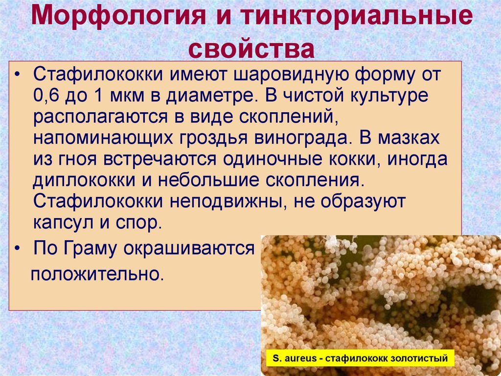 Плотно морфологически