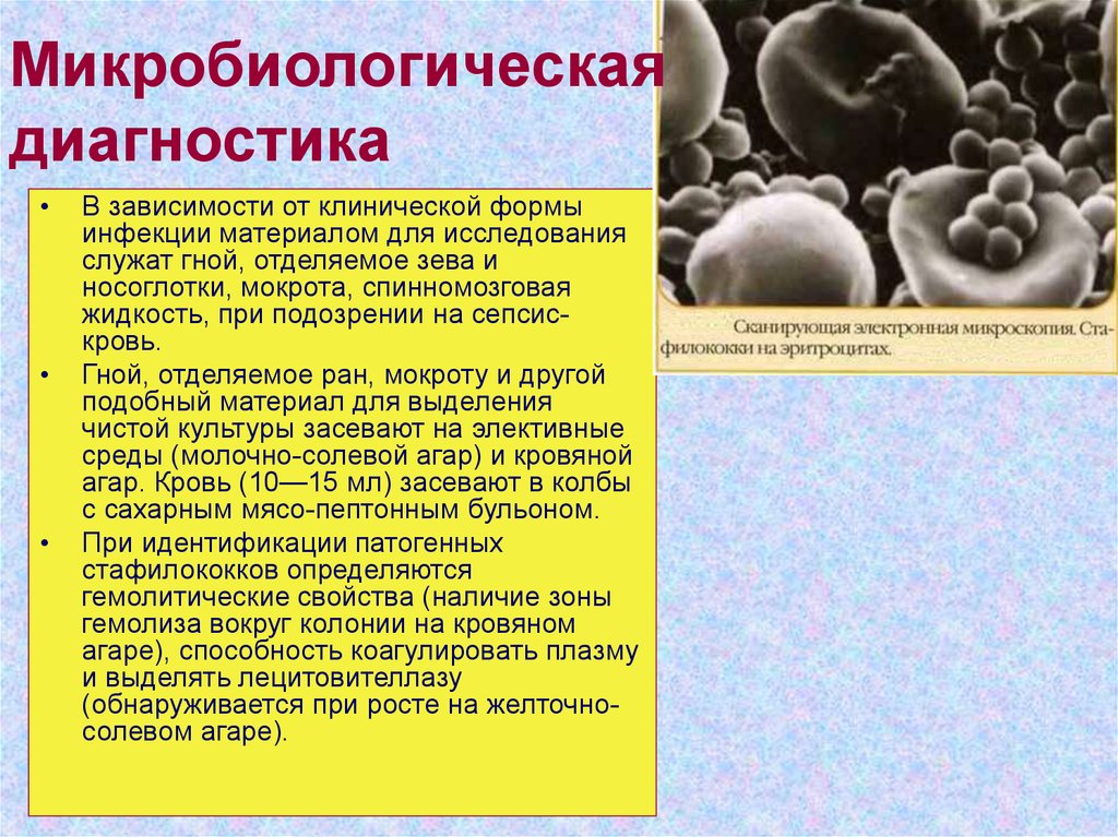 Методы микробиологической диагностики гельминтозов презентация