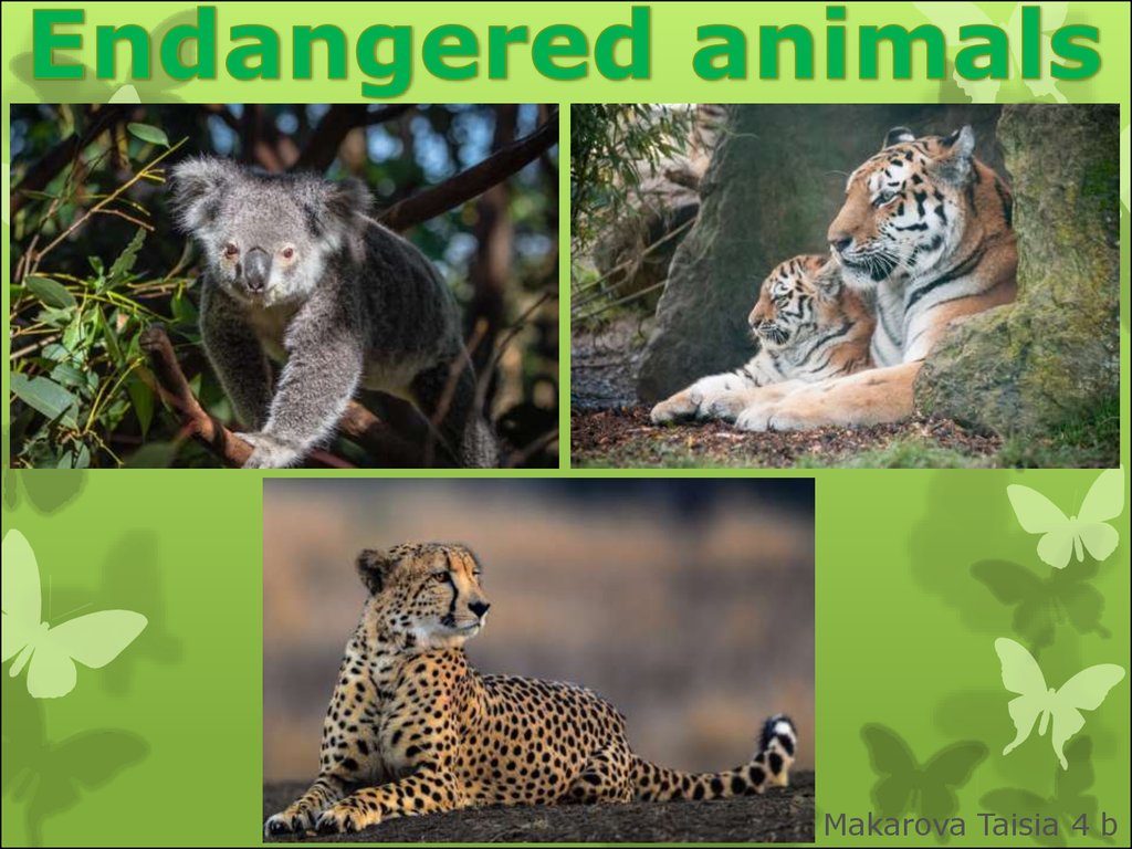 Endangered animals презентация