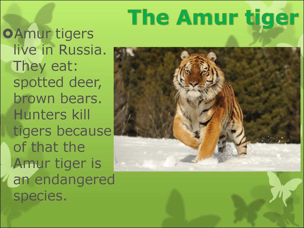 Endangered animals презентация