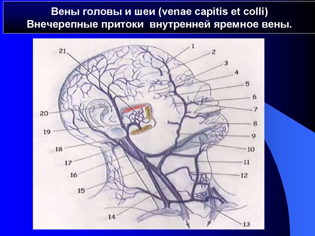 Вены головы и шеи (venae capitis et colli) Внечерепные притоки  внутренней яремное вены.
