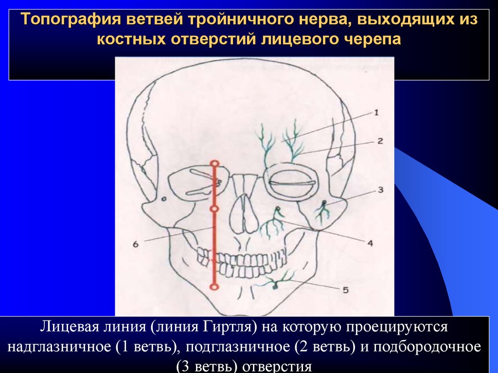 Череп места выхода нервов. Топография тройничного нерва проекция. Проекция выхода ветвей тройничного нерва. Проекция выхода ветвей тройничного нерва (точки Егорова).. Тройничный нерв место выхода из черепа.