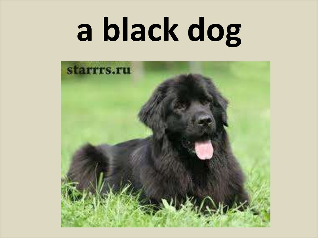 a black dog