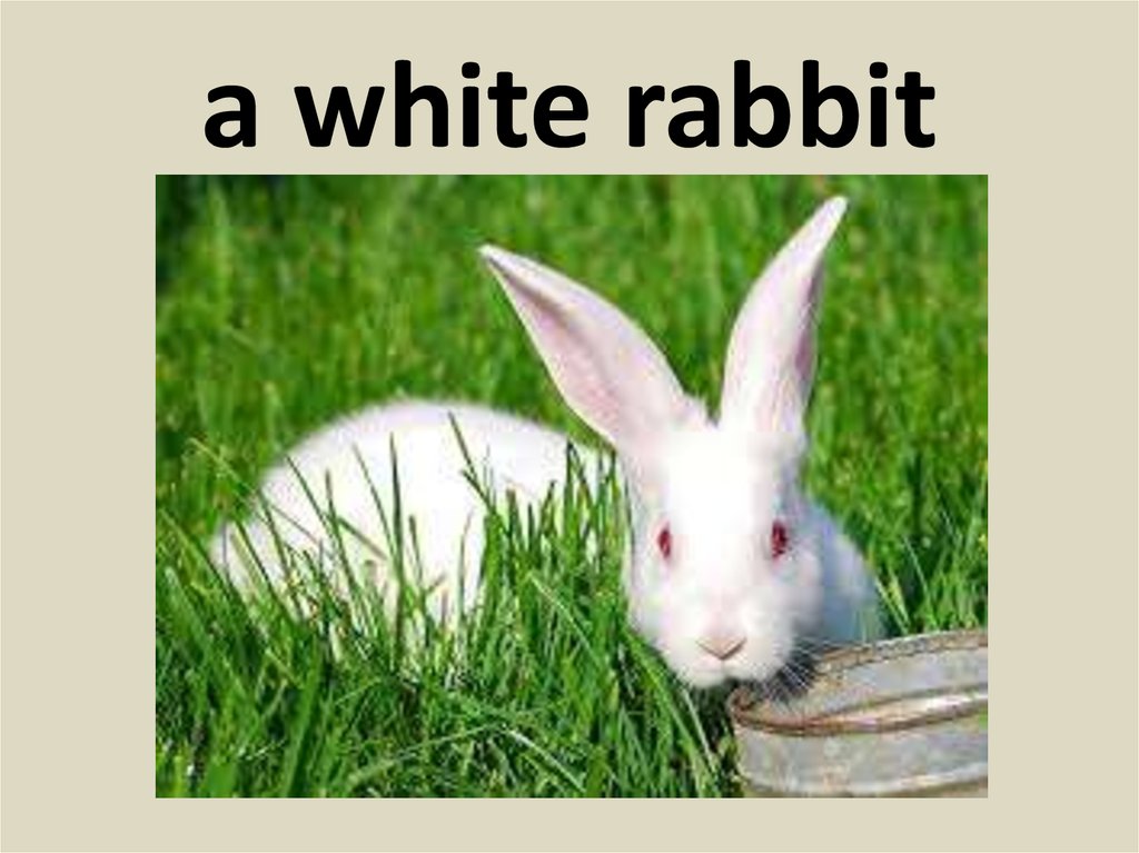 a white rabbit
